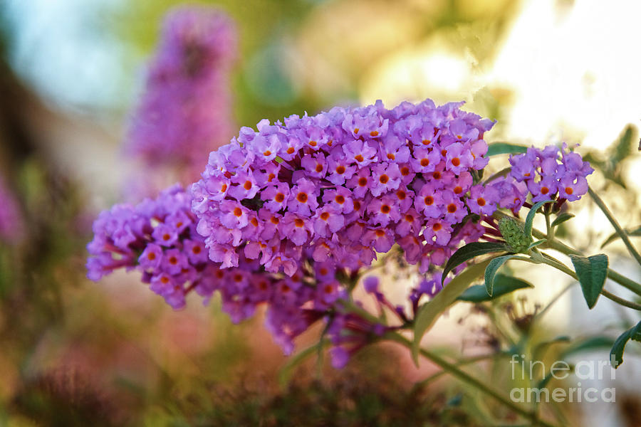 Butterfly Photograph - Butterfly Bush Bloom by Robert Bales