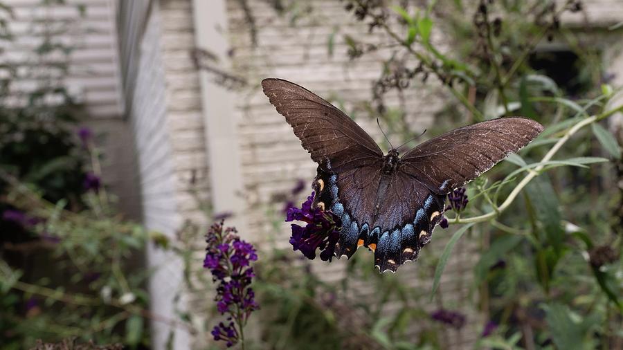 Butterfly by Charles Kraus Butterfly by Charles Kraus