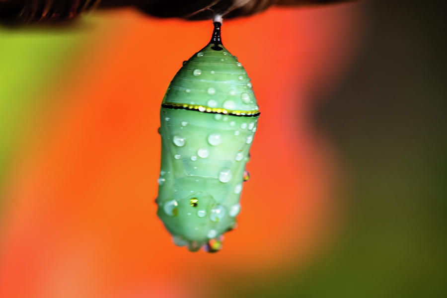 Butterfly Chrysalis Photograph - Butterfly Chrysalis by Garrick Besterwitch