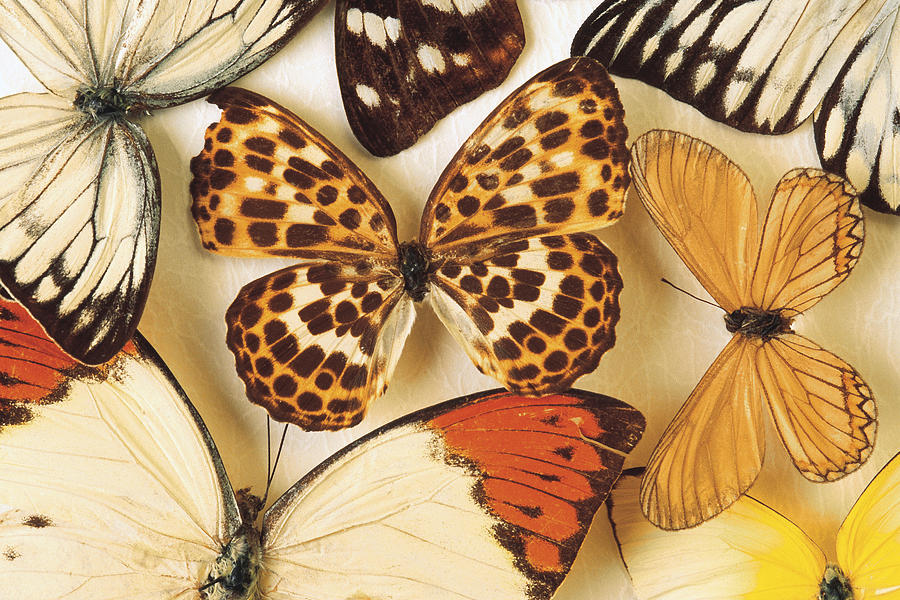 Butterfly Collection Photograph by Comstock Images