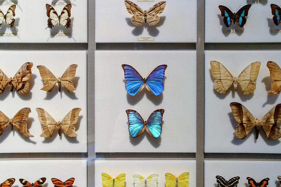 Butterfly Collection Photograph by Stuart Dee