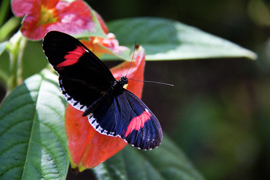 Butterfly - Cythera Photograph by Richard Krebs