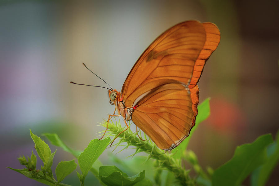 Butterfly, Delicate Wings... Photograph by Cindy Lark Hartman