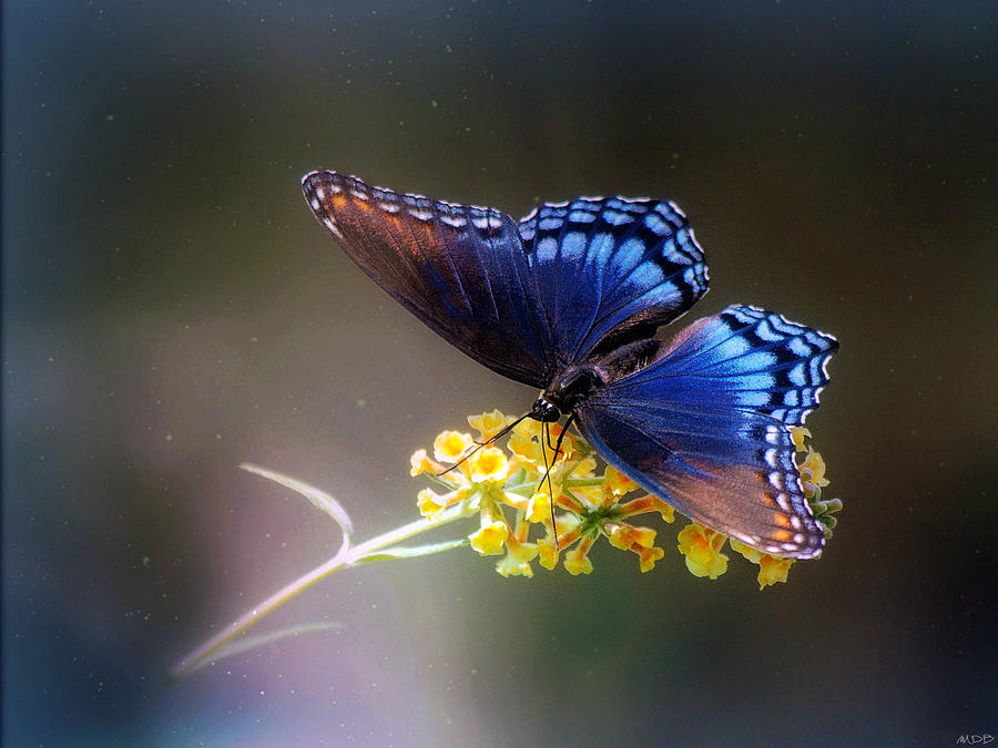 Butterfly Dreams Photograph by Marilyn DeBlock