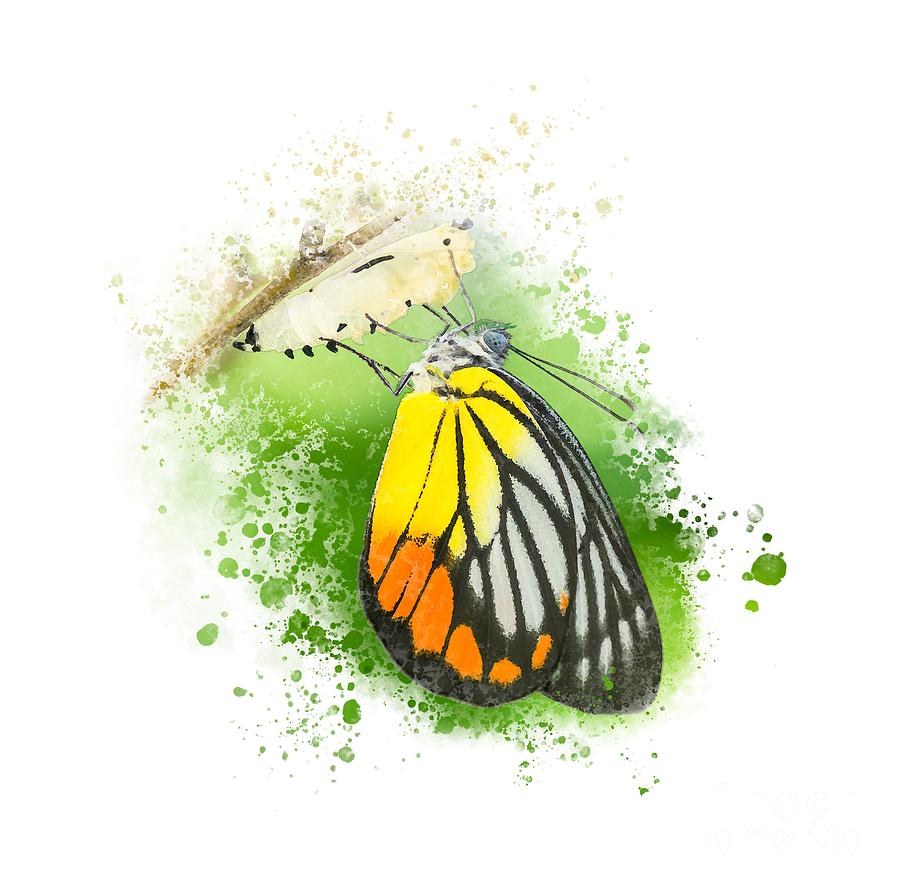butterfly coming out of cocoon drawing