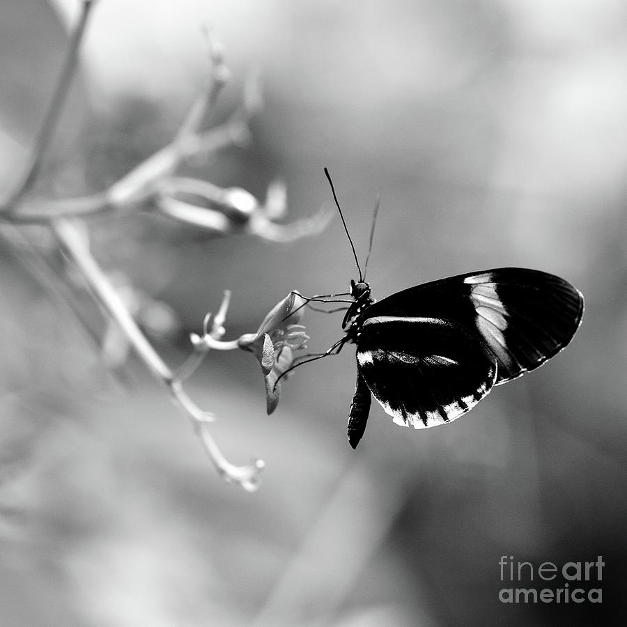 Flower And Butterfly Enjoying Each Other S Company In Black And