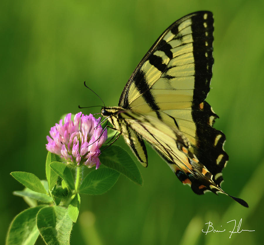 Butterfly Photograph - Butterfly by Fivefishcreative