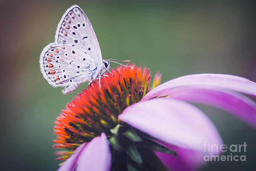Beauty Photograph - Butterfly Flower Colorful Nature by Murgvi Beauty Photograph - Butterfly Flower Colorful Nature by Murgvi
