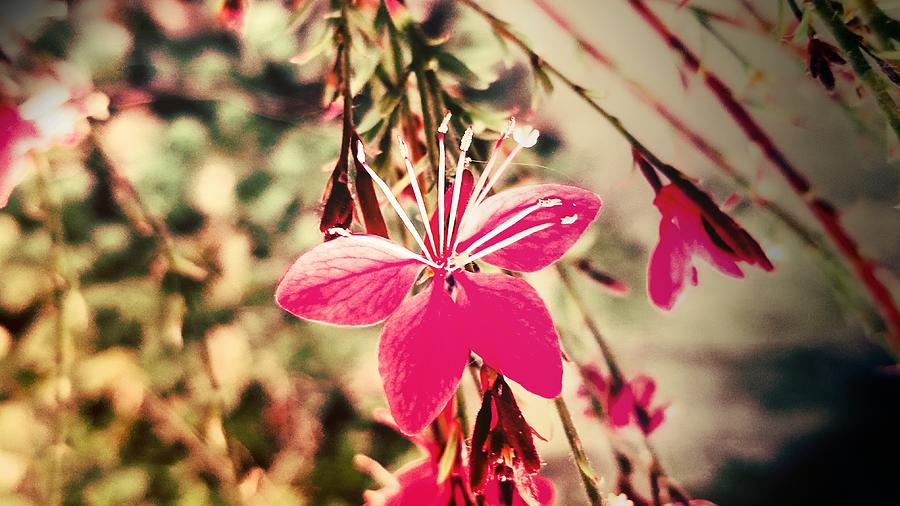 Butterfly Flower Photograph By Heather Estrada - Fine Art America