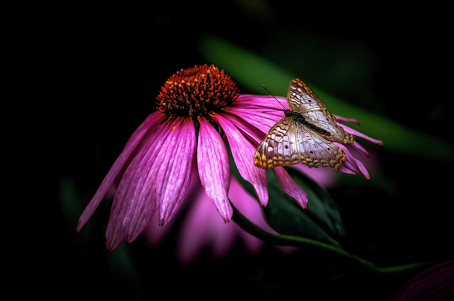 Butterfly Flowers Photograph by Athena Mckinzie