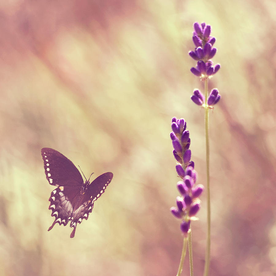 Butterfly Photograph - Butterfly Flying Towards Lavender by Jody Trappe Photography