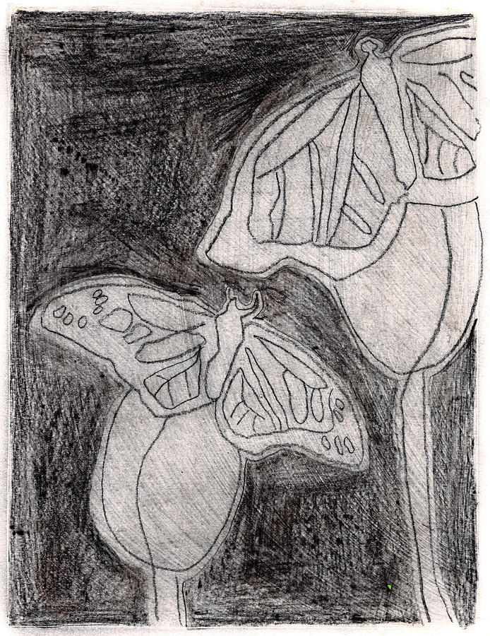 Butterfly Garden at Night 17 Drawing by Edgeworth Johnstone