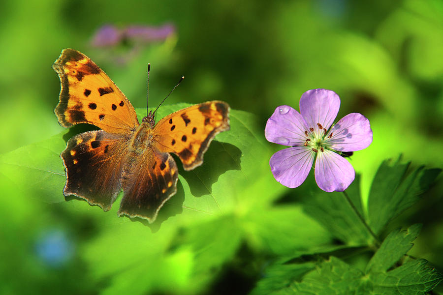 Butterfly Garden Photograph by Christina Rollo