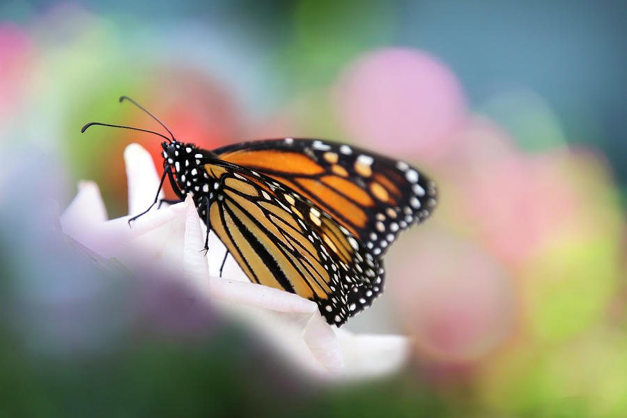 Butterfly Garden Photograph by Diana Haronis