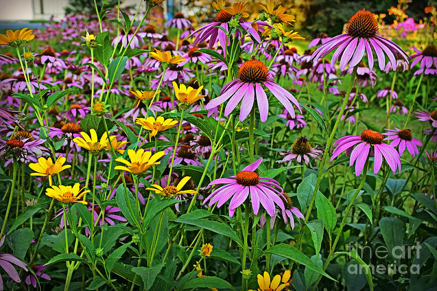 Butterfly Garden Photograph by Kathy M Krause