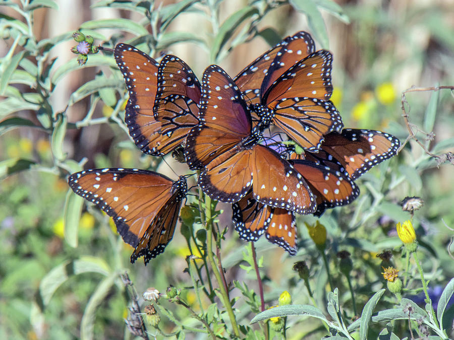 Butterfly Gathering 3589-100918 Photograph by Tam Ryan