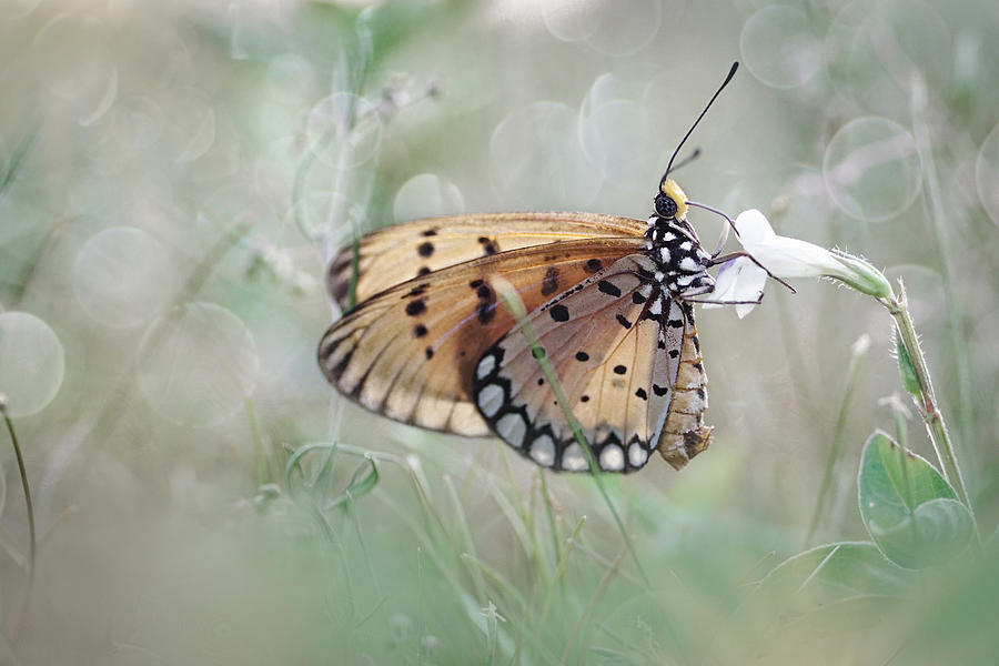 Butterfly Photograph by Gusti Roby Navela