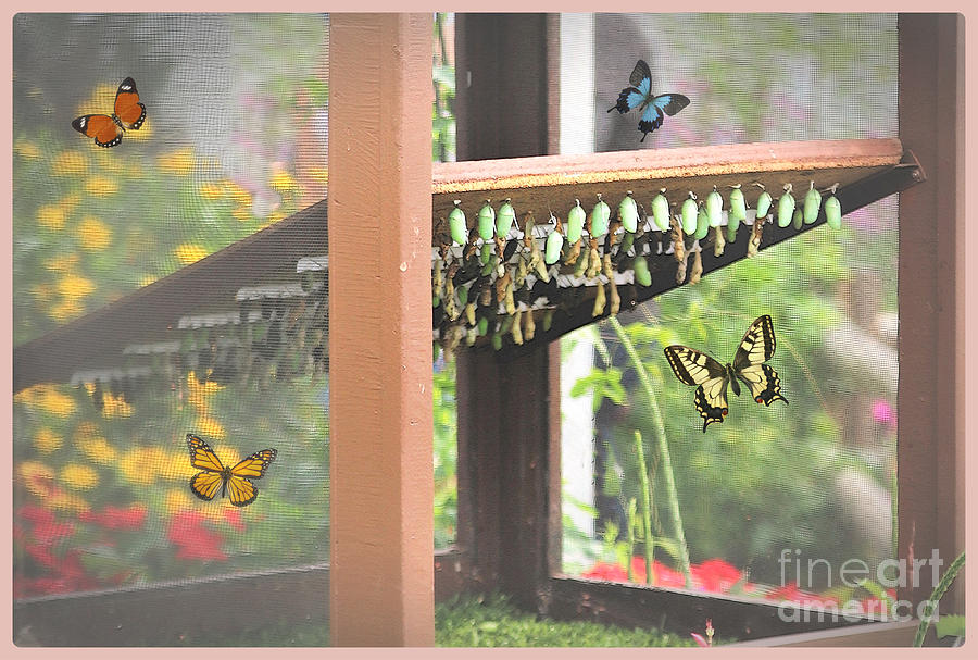Butterfly House Photograph