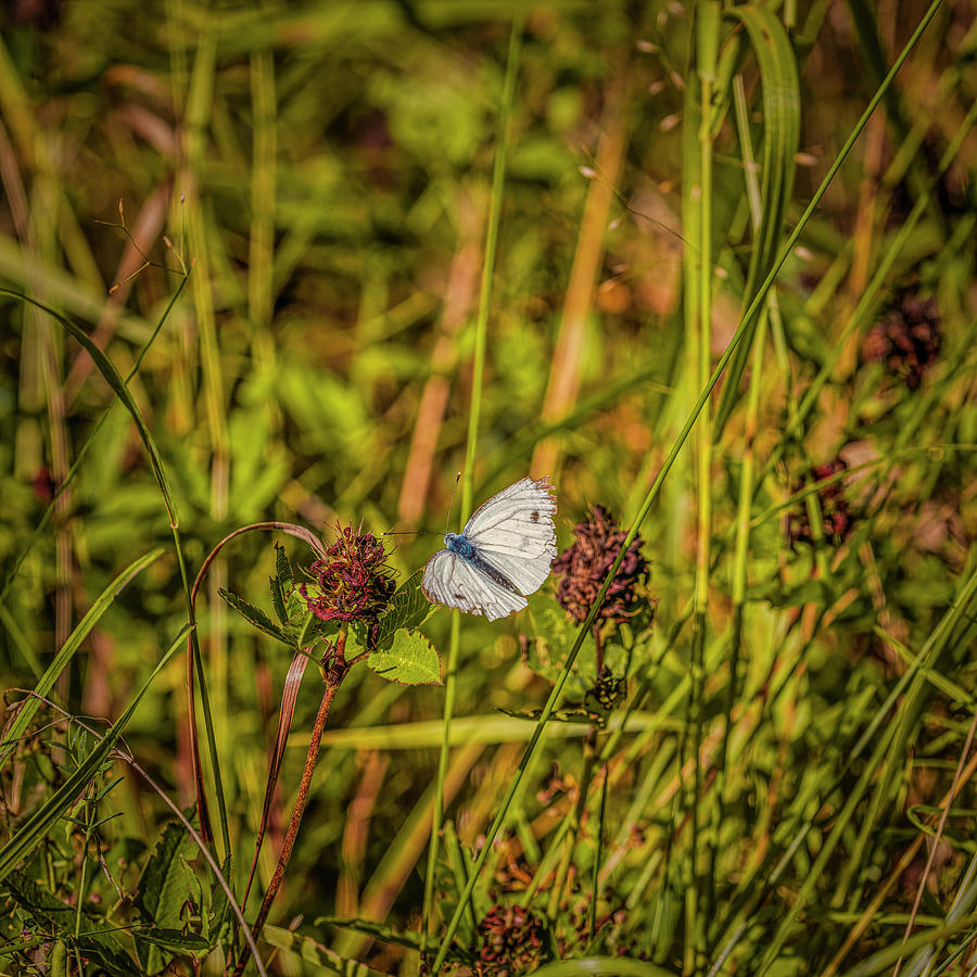 Butterfly #i0 Photograph by Leif Sohlman