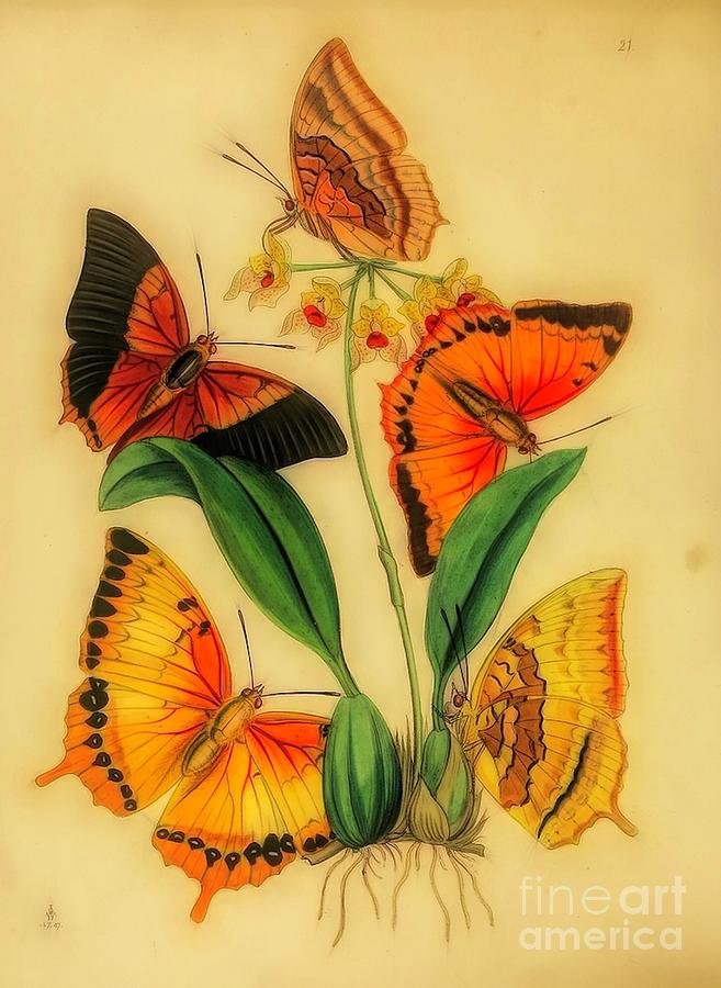 Butterfly Illustration Digital Art by Steven Parker