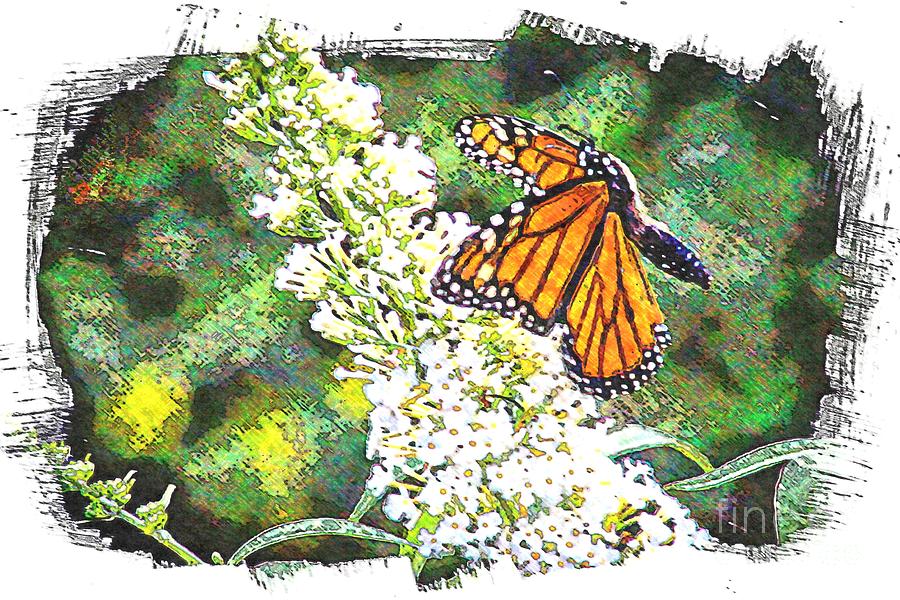 Butterfly Photograph - Butterfly in Flight by Gina Matarazzo Butterfly Photograph - Butterfly in Flight by Gina Matarazzo