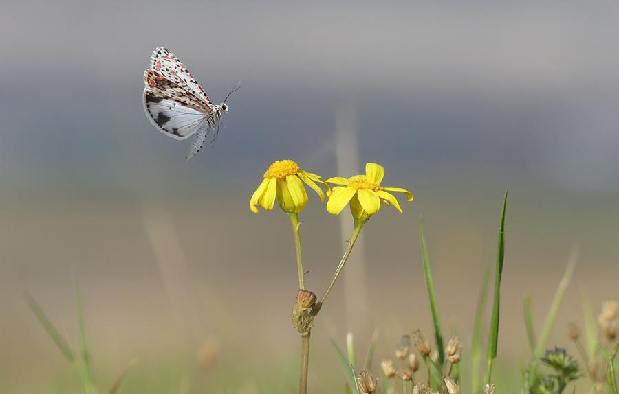 Butterfly In Fly Photograph by Ali Bakhshi - Fine Art America