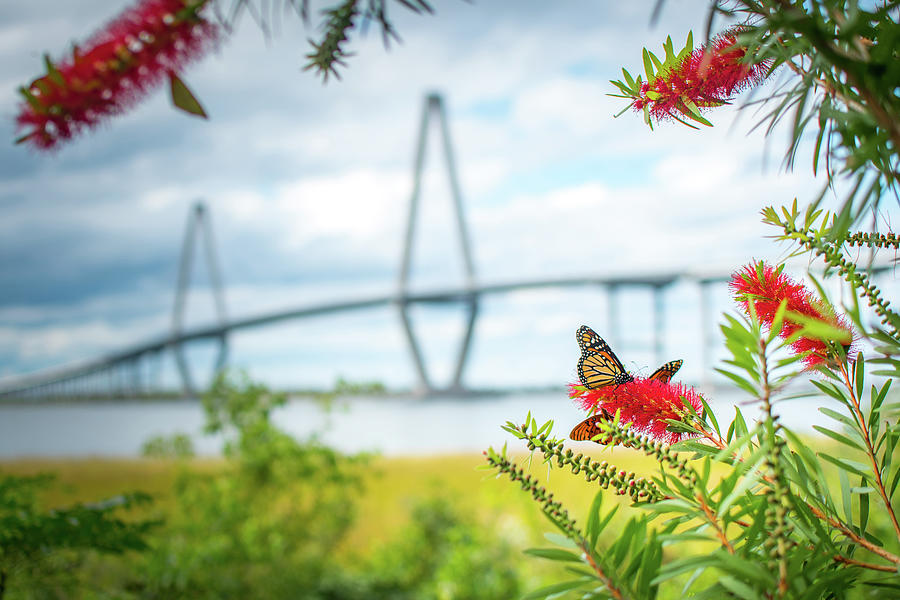 Butterfly In Front Of Ravenel Bridge Photograph