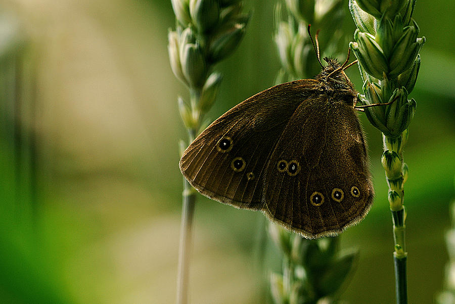 Butterfly In Green Photograph by Kristoffer Jonsson