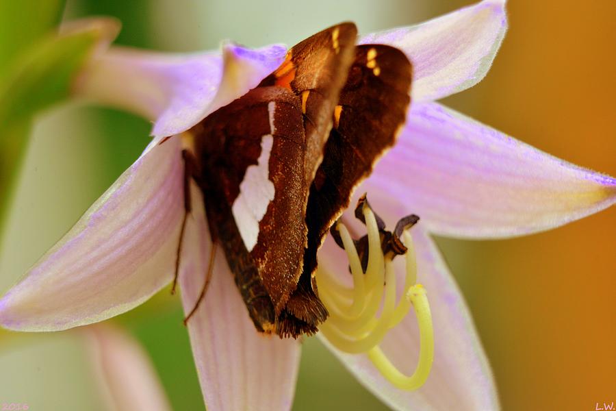 Butterfly In Hosta Flower Photograph by Lisa Wooten