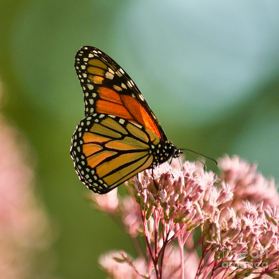 Butterfly in Summer Photograph by Melissa OGara - Fine Art America