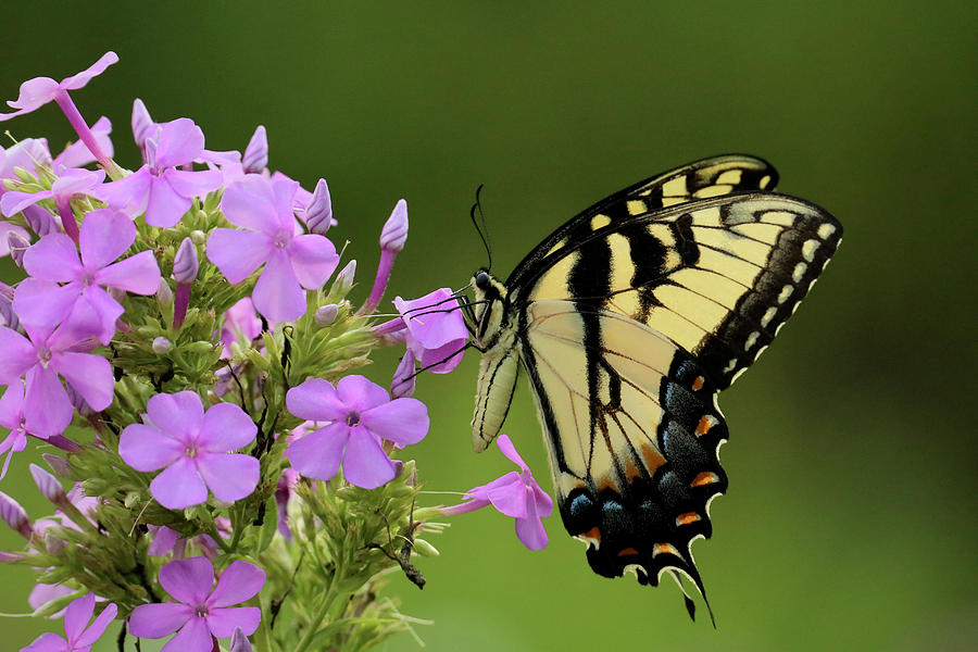 Butterfly in the Garden by Rachel Morrison Butterfly in the Garden by Rachel Morrison