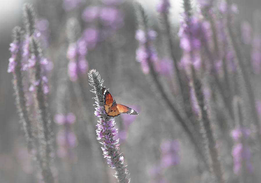 Flower Photograph - Butterfly In The Morning Light by Natalia Rublina