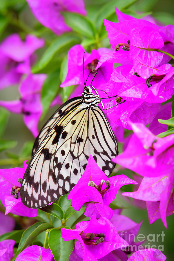 Butterfly in the Pink Photograph by Sabrina L Ryan