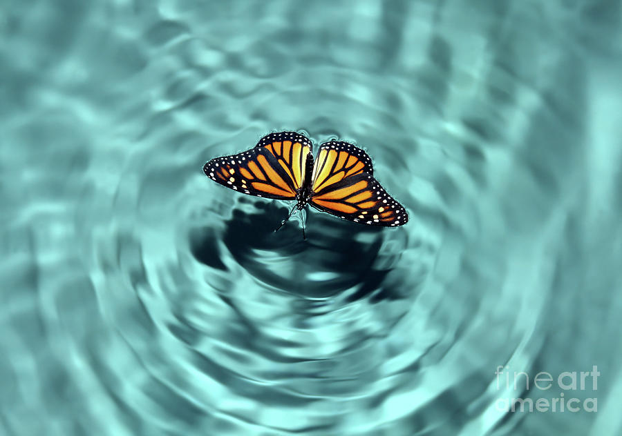 Butterfly In Water Photograph by Tovfla