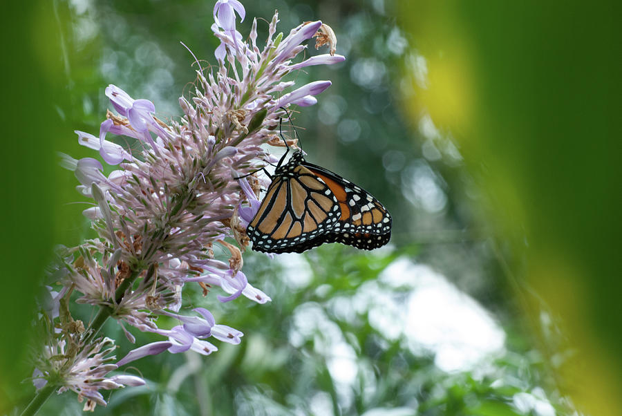 Butterfly INS11 by G L Sarti Butterfly INS11 by G L Sarti