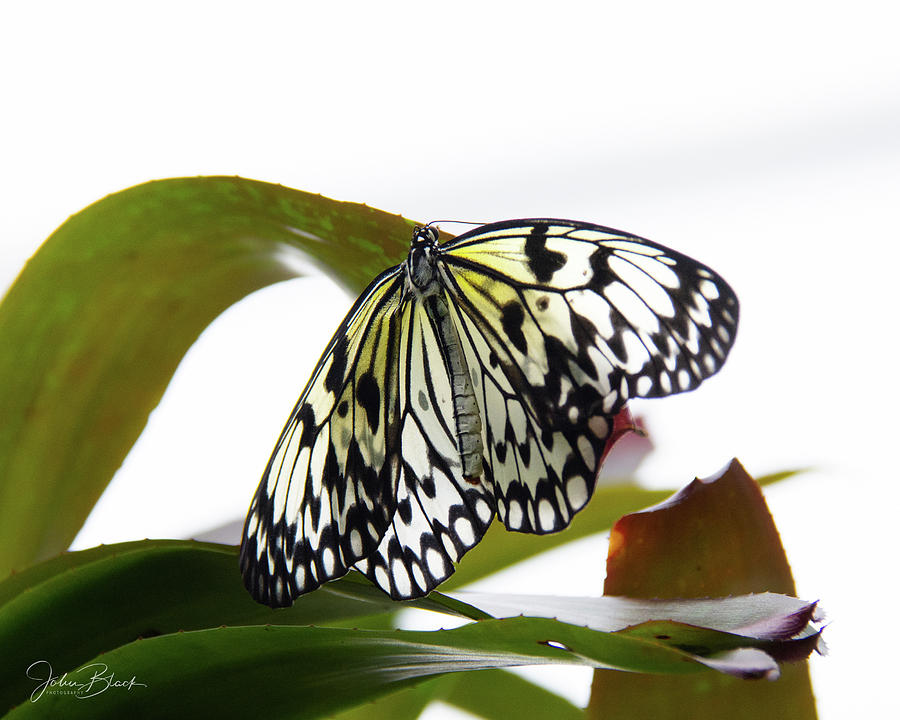 Butterfly Photograph by John Black