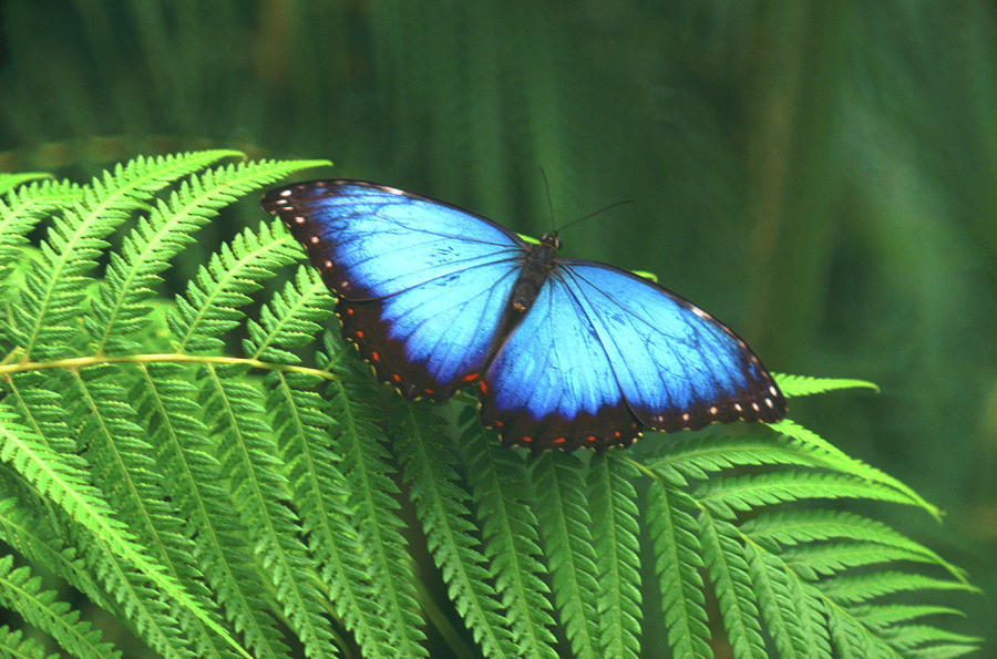 Butterfly Photograph by John Foxx