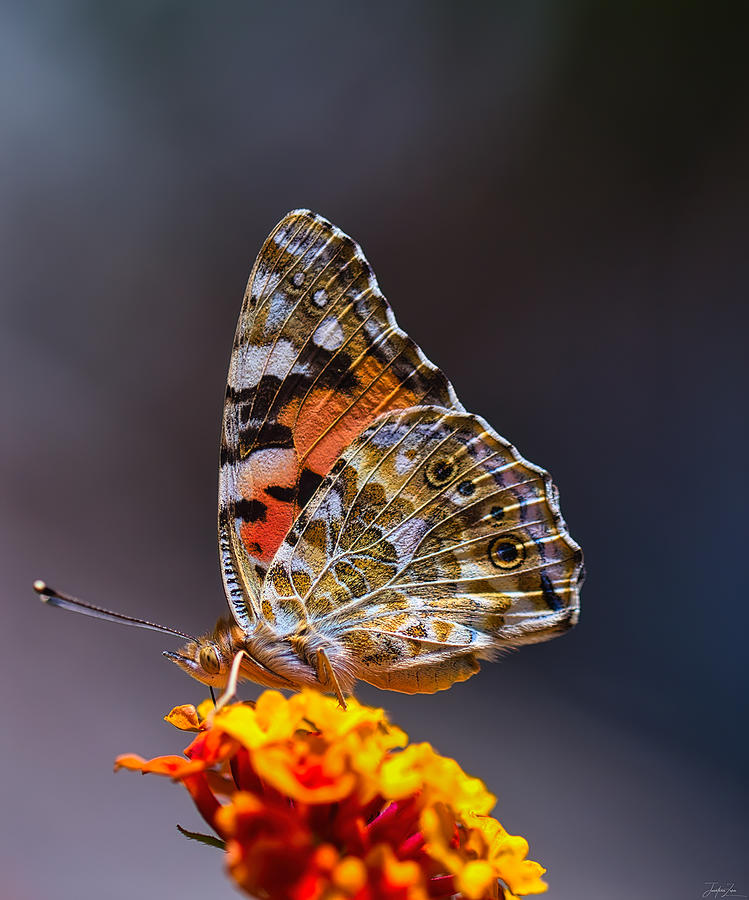 Butterfly Photograph by Jonathan Zorn
