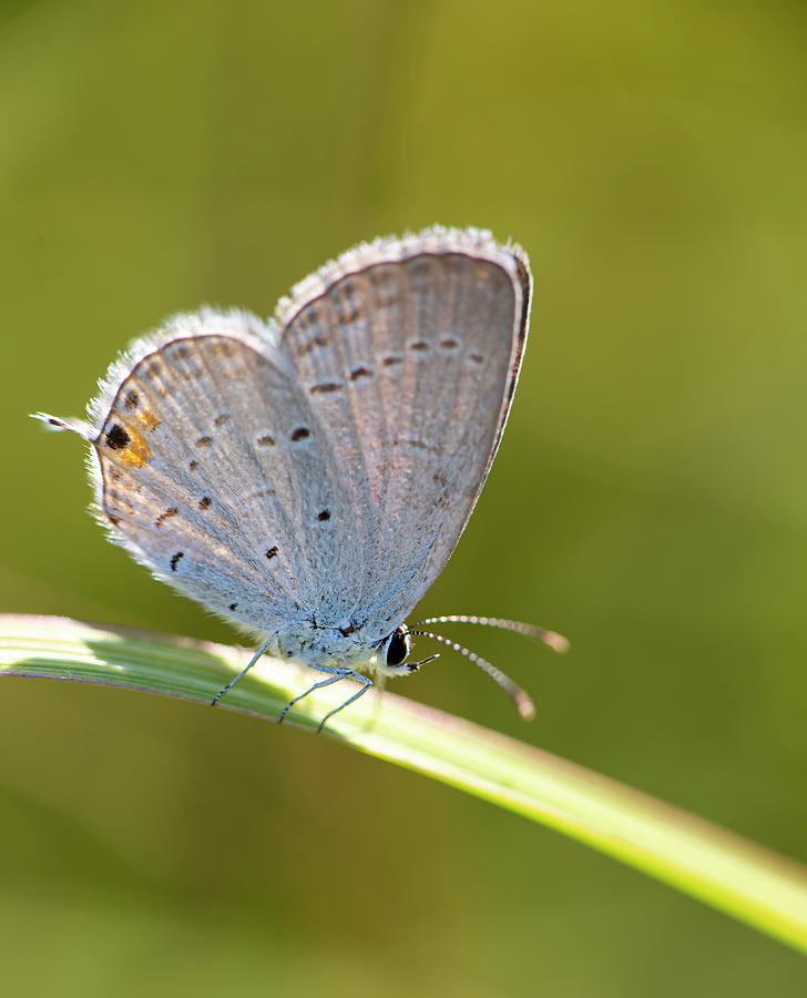 Butterfly Photograph - Hairstreak Butterfly by Phil And Karen Rispin
