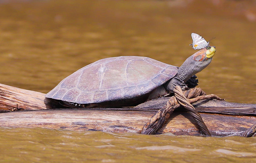 Butterfly Kisses on a Turtle's Head Photograph by Robin Downing