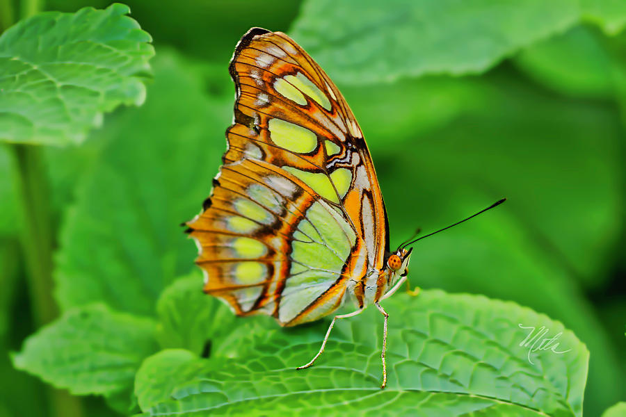 Butterfly Leaf Photograph by Meta Gatschenberger