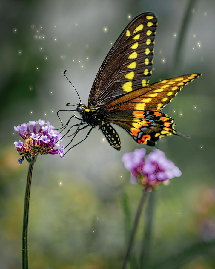 Butterfly Magic Photograph by Chris Lord