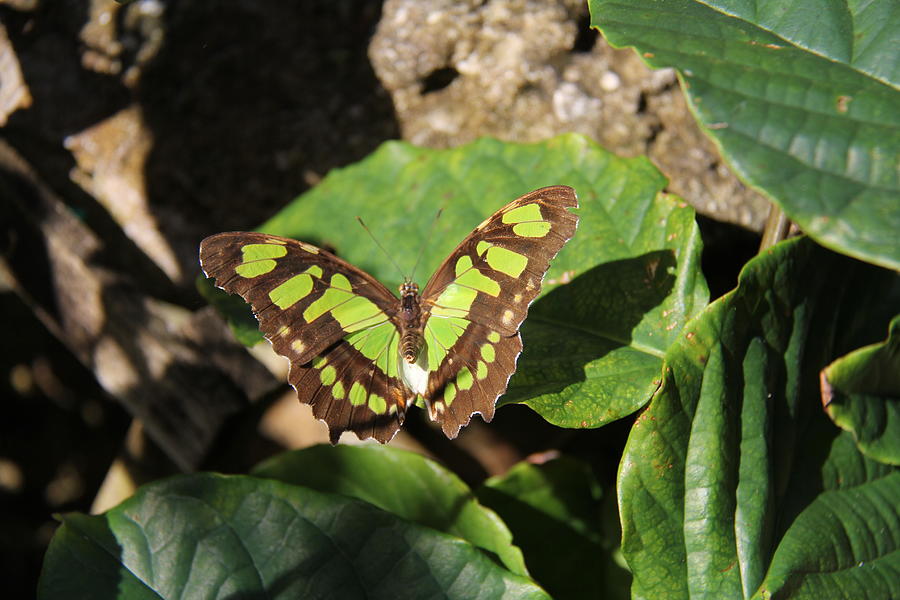 Butterfly - Malachite Photograph by Richard Krebs