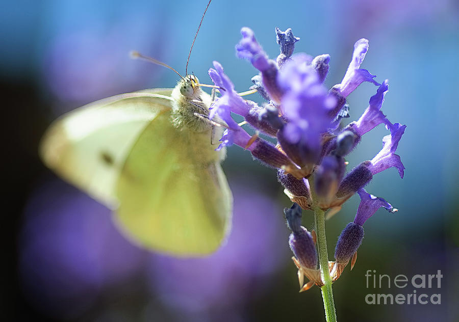 Butterfly Photograph by Mariusz Talarek