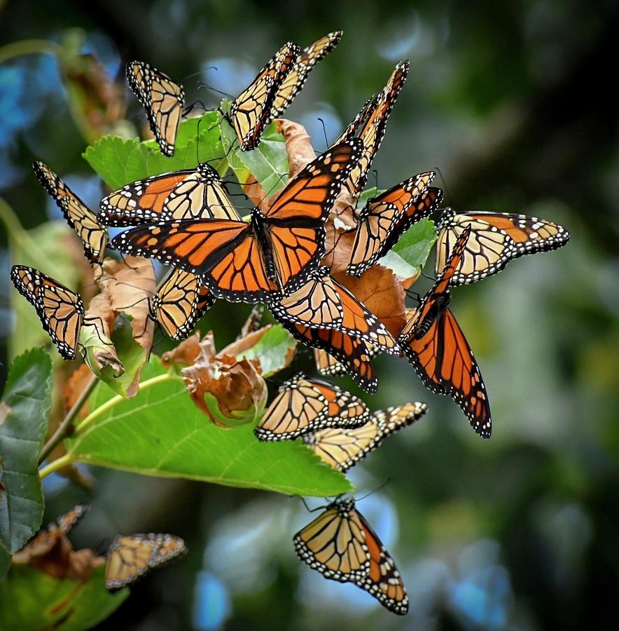 Butterfly Migration Photograph By Rhonda Coe - Pixels