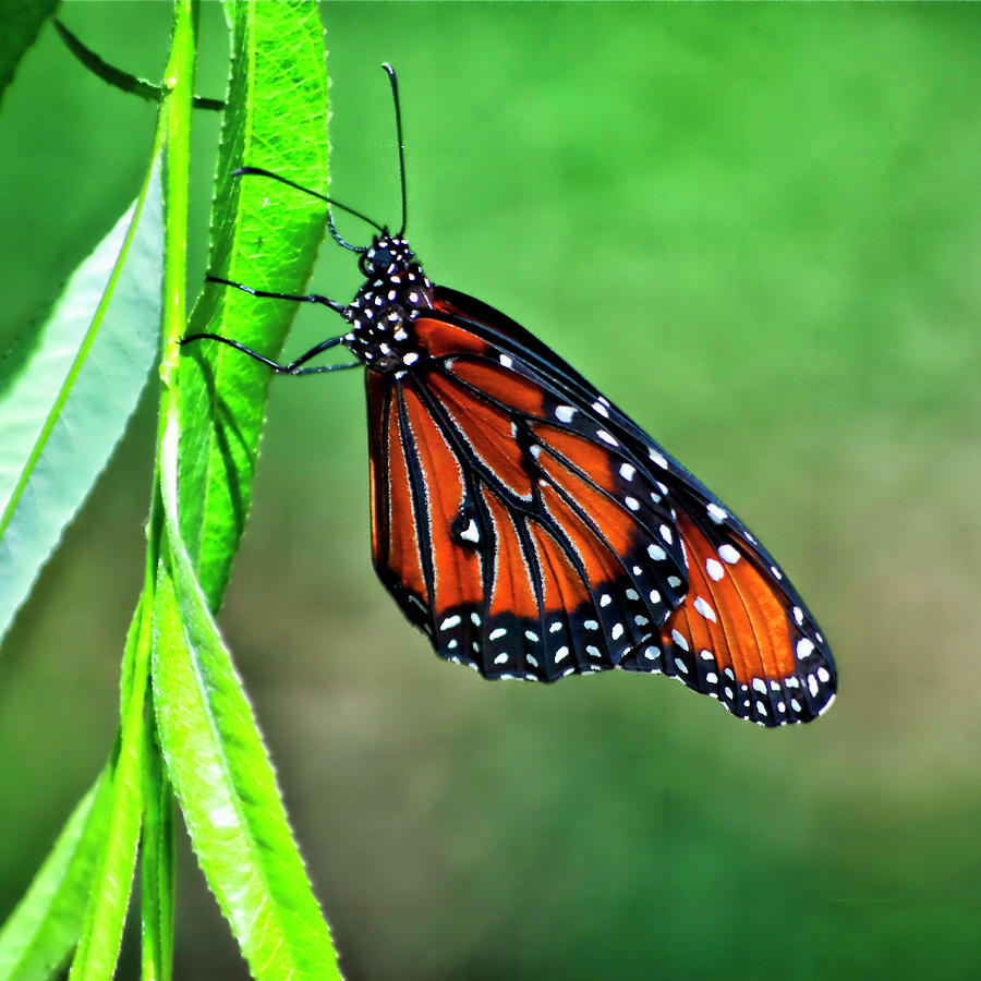 Butterfly Monarch SQ Format Photograph by Thomas Woolworth | Pixels