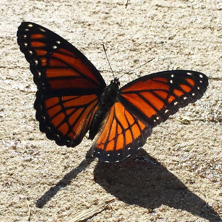 Butterfly Morning Photograph by Matthew Seufer
