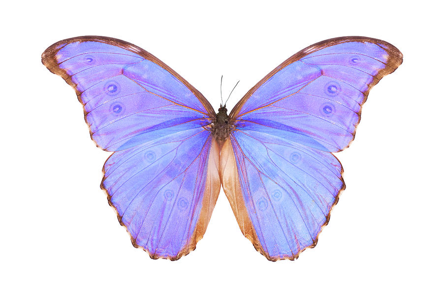 Butterfly Morpho Godarti Photograph by Liliboas