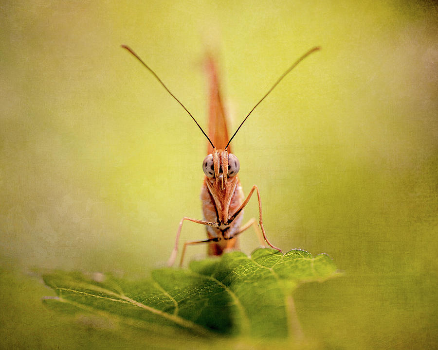Butterfly Moth Photograph by John Randazzo