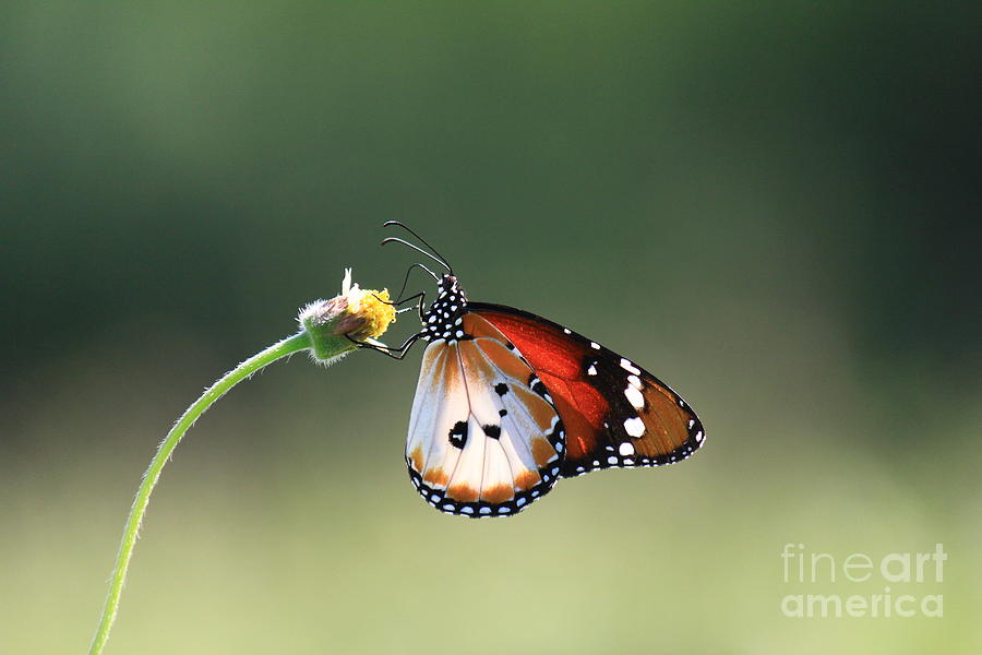 Butterfly Photograph by Mujgan Dincay